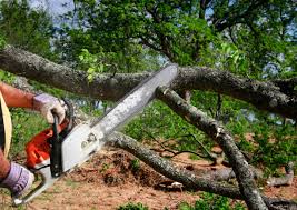 Best Root Management and Removal  in Oak Grove, MO