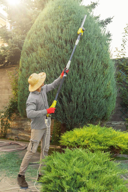 Best Lawn Maintenance Plans  in Oak Grove, MO